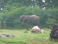 African Elephants in the rain